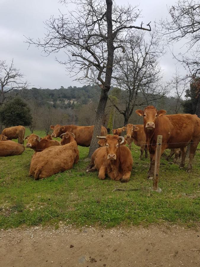 Harveys Homestay Mieres  Dış mekan fotoğraf